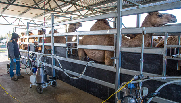 The Camel Milk Co. Australia