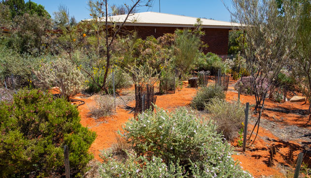 Outback gardens, Alice Springs