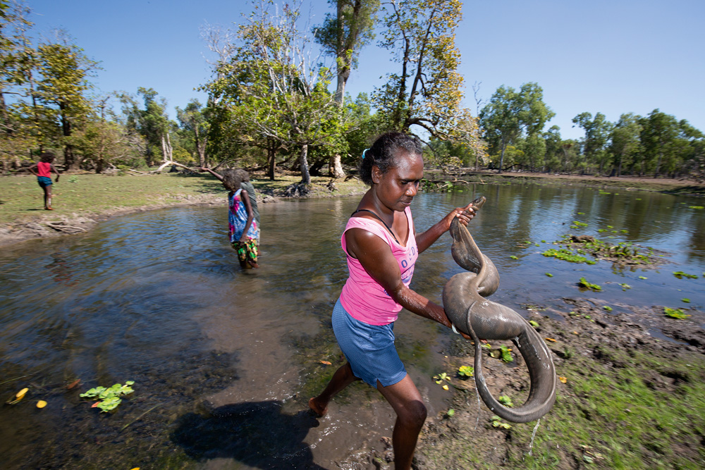 Margaret Dalparri pulls a large file snake from Gatji billabong in the vast Arafura Swamp of Arnhem Land, NT. The snakes are a much-loved food for local Indigenous people. Photo David Hancock. Photo Essay Issue #122.