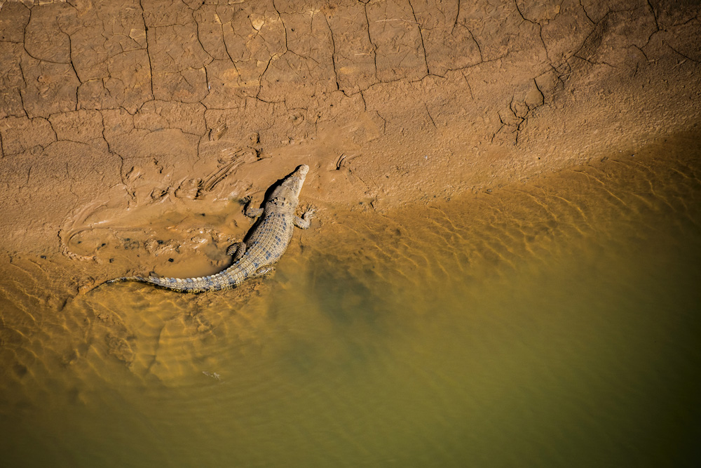 A 4m saltwater crocodile near the mouth of the Fitzroy River, Kimberley, WA. Photo Charles Davis. Contents Issue #128.