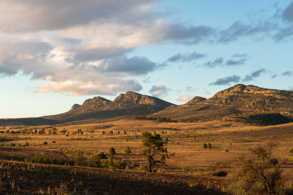 Wilpena Pound, SA, seen from Rawnsley Park station. Photo Mark Muller. Issue #124.
