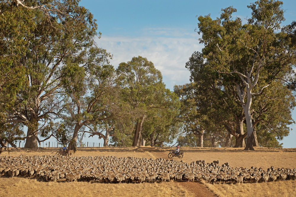 A mob of sheep is mustered among towering paddock red gums on Barrama in Victoria’s Western District. Photo Nathan Dyer. Stations Issue #124.