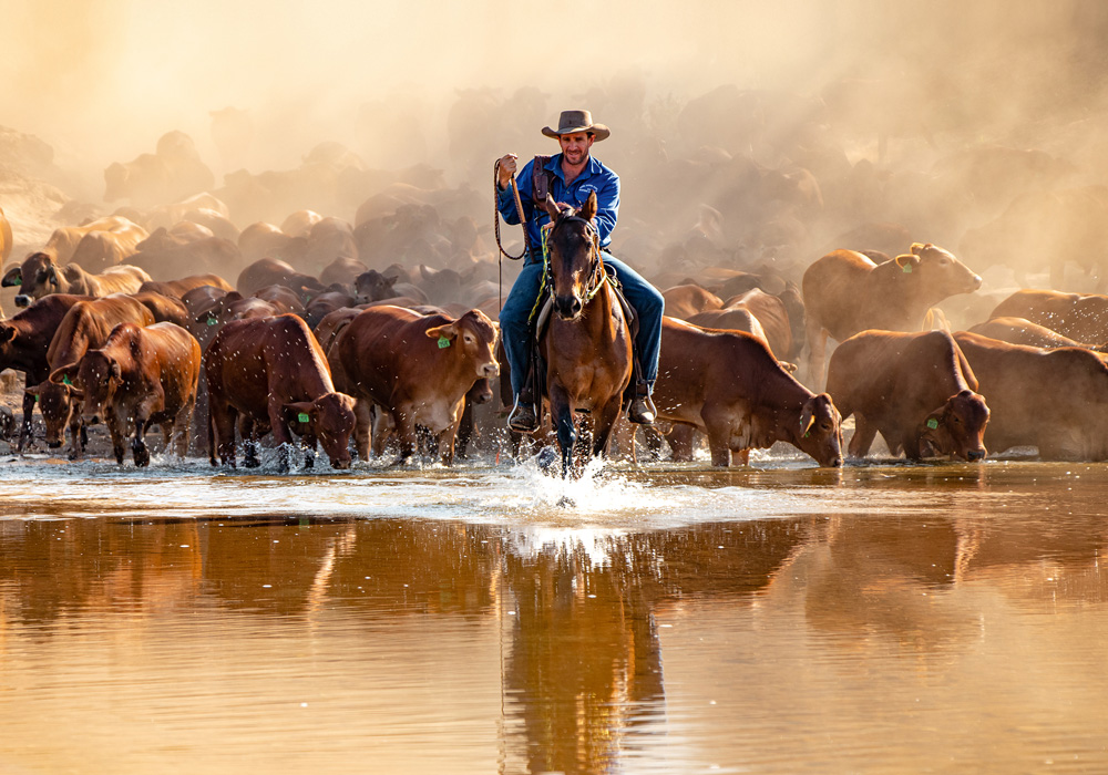 Fossil Downs station manager Rick Ford (husband of the photographer) crosses Margaret River with a mob of steers, Kimberley, WA. Photo Stacey Ford. Photo Essay Issue #126.