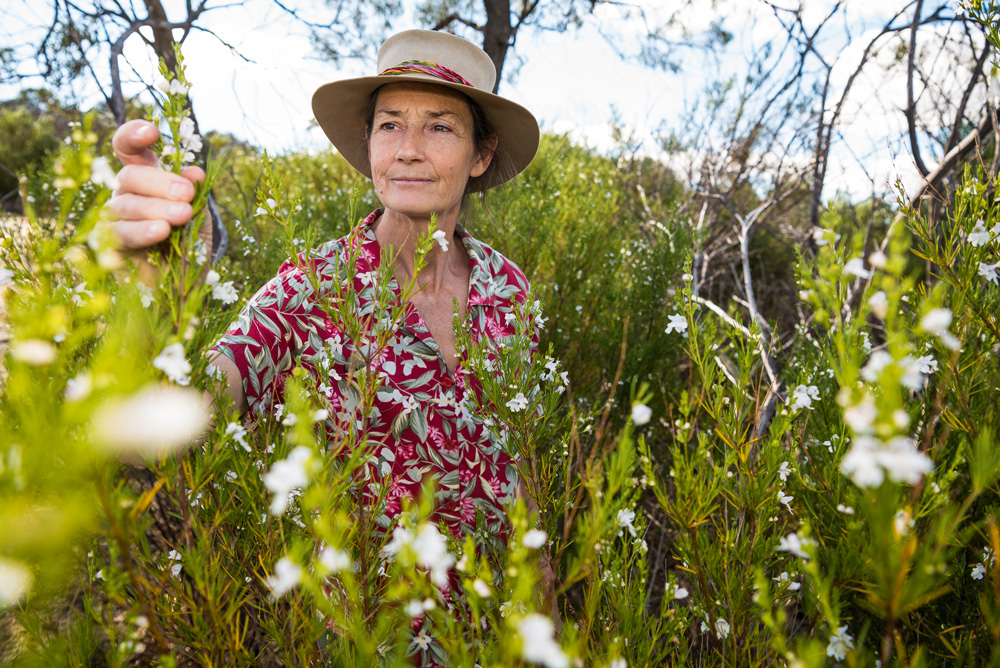 Kate Lee inspects a local population of snowy mint bush, a threatened species that forms part of a revegetation plan for Korong Ridge Conservation Estate, Vic. Photo Annette Ruzicka. Up Close Issue #125.