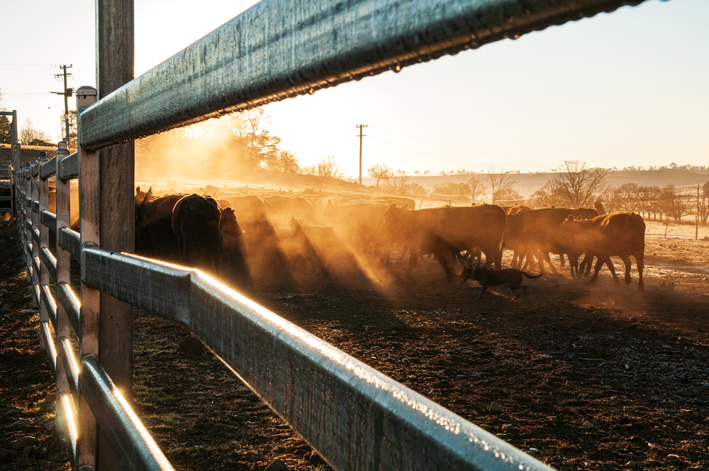Mustering cows and calves on Bald Blair Angus Stud, NSW. Photo by Mandy McKeesick. Stations OUTBACK #Issue 129.