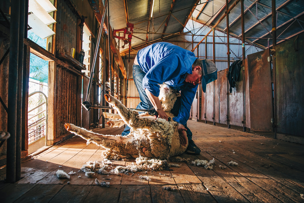 Luke Nicholls shearing a ration sheep for the freezer on Angepena Station. Photo by Robert Lang. Stations OUTBACK #Issue 134.