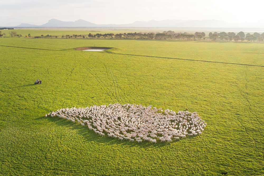 Young flock ewes graze in front of the Grampians on the Baillieu family’s iconic Western District holding Yarram Park. Photo by Nathan Dyer. Stations Issue #133.