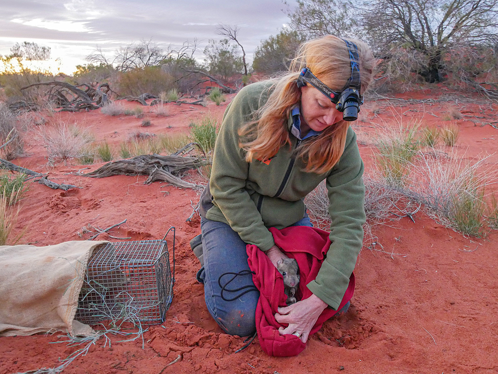 Katherine Moseby releases a bettong at the Arid Recovery reserve in the remote, arid inland of South Australia. Photo by Lionel Euston. Nature OUTBACK #Issue 132.