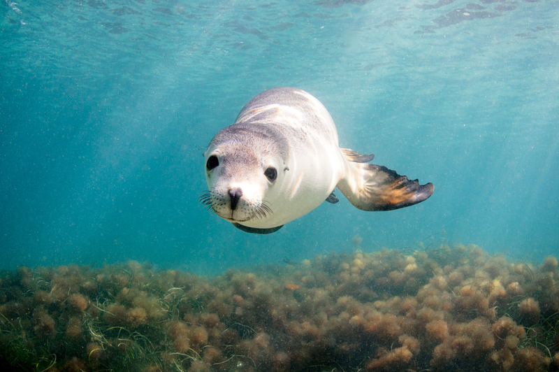 A Sea Lion off the Eyre Peninsular, South Australia. Photo by Rob Lang.