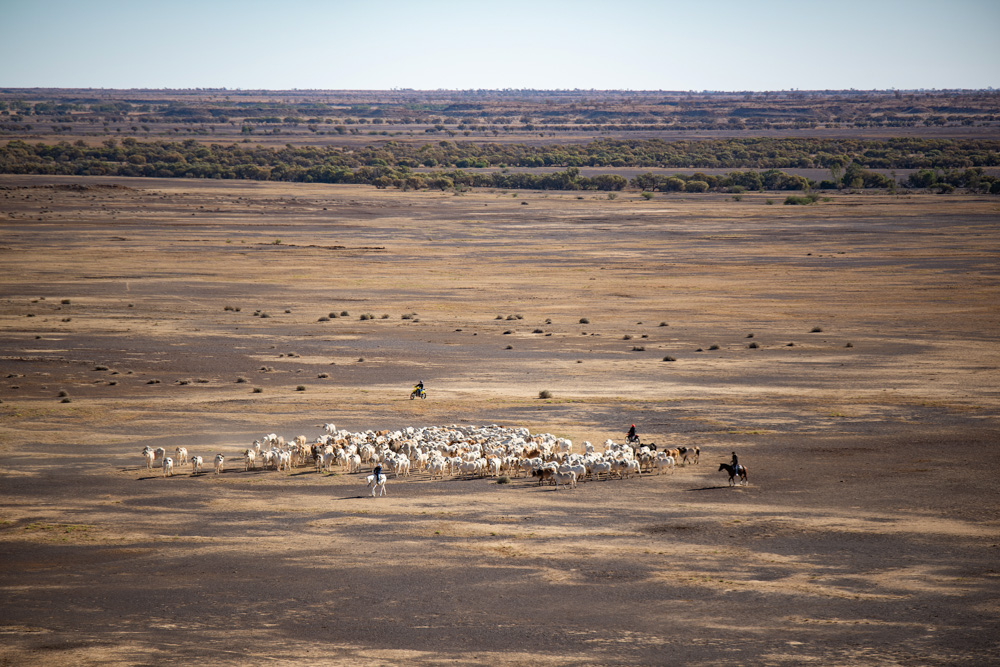 Mustering bullocks on Davenport Downs, in the heart of Queensland Channel Country.