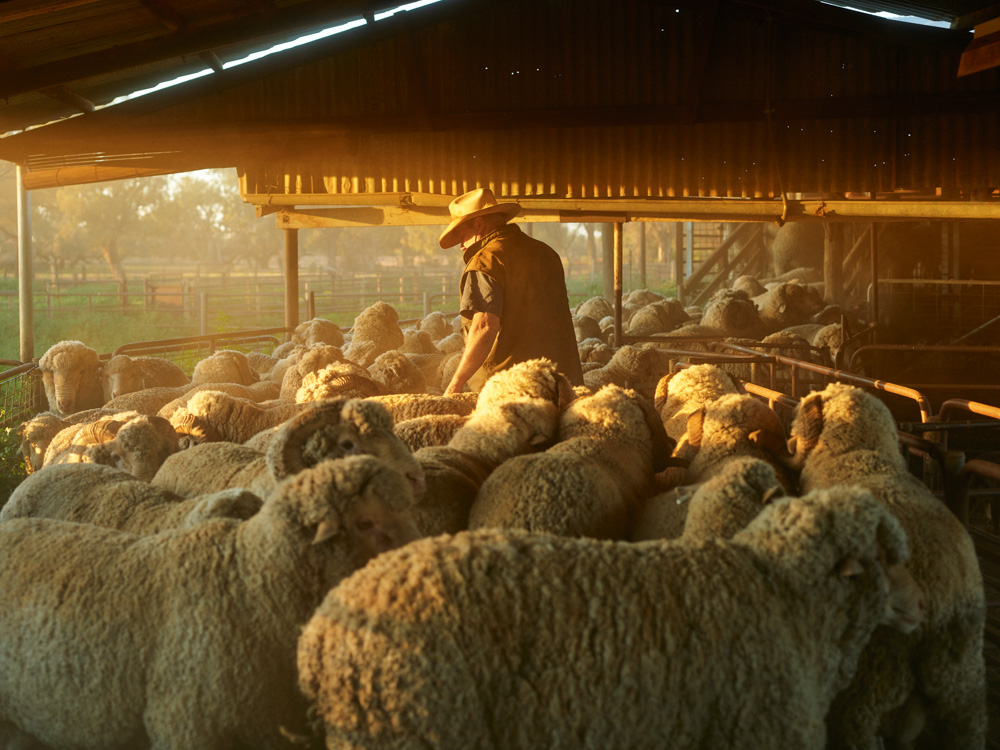 The larger-than-life Murray Todd, with his flock of Merinos a turn Turn station, Eulo, Qld.