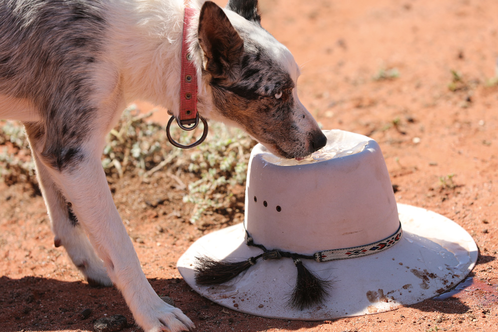 Esther the dog having a drink at Jandra station near Bourke, NSW.