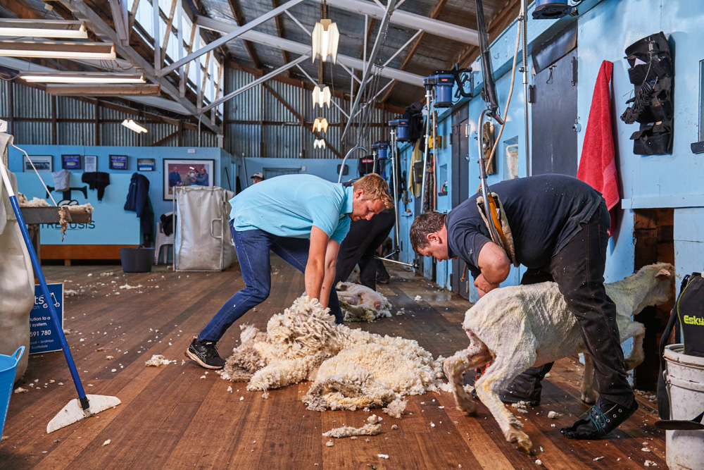 Zack Currie scoops up a fleece beside shearer Brad Mayne on Trefusis, Tas.