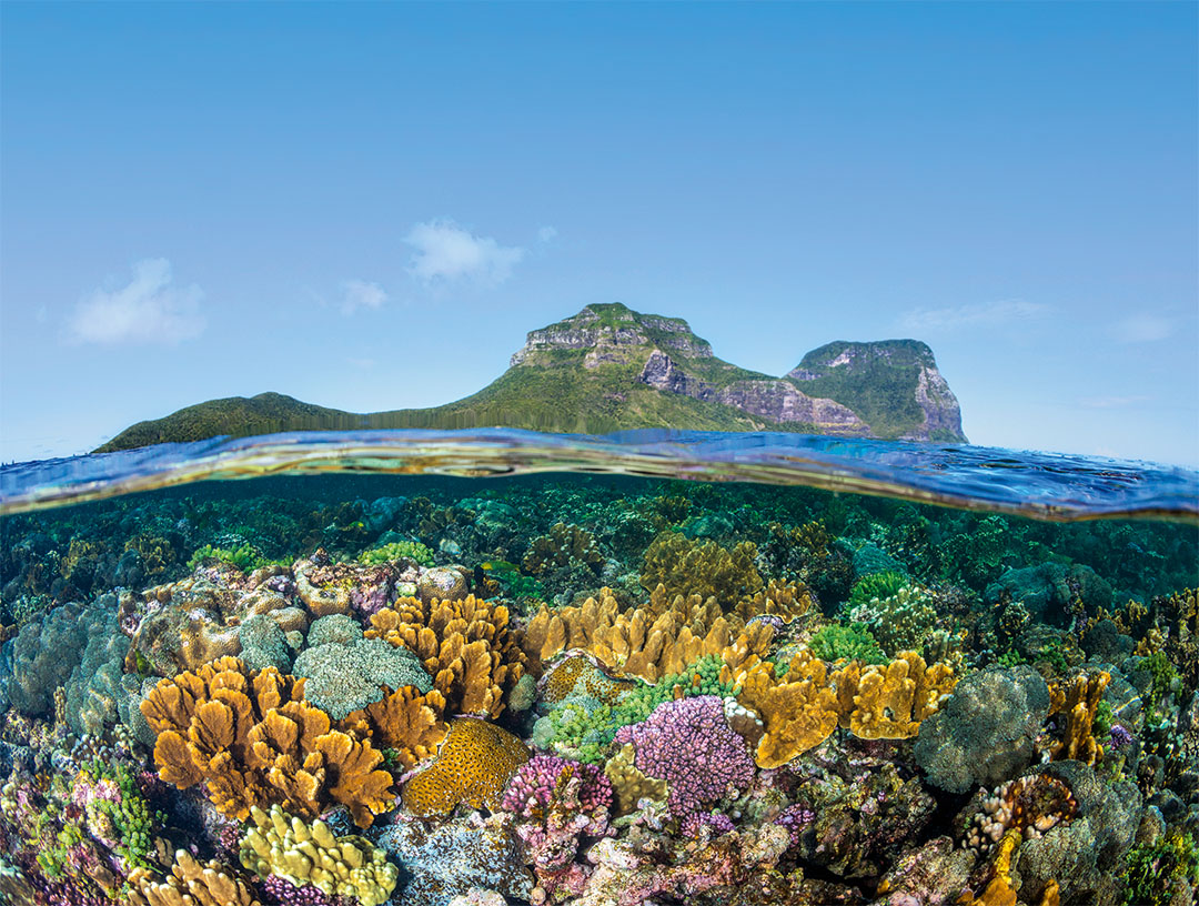 Jordan Robins - Coral gardens surrounding Lord Howe Island with views of Mount Lidgbird and Mount Gower