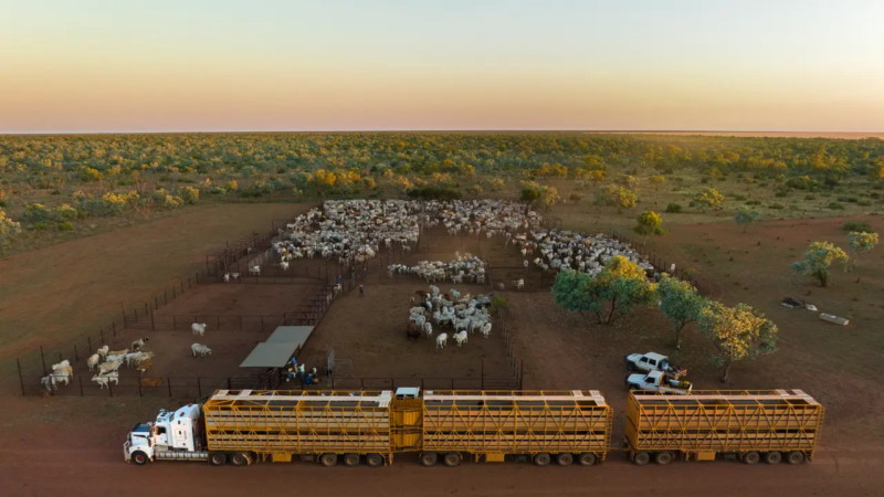 Dusk falls on Wave Hill station's Camerons Yards after a long day of mustering. Photo by Nathan Dyer.