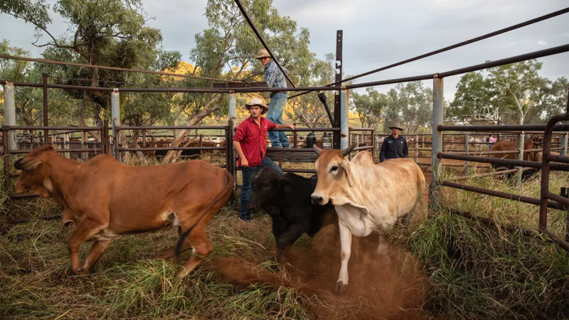 On Brightlands station, Henry Crawford puts cattle through the yards with Sam Skipper on the rails and Henry Gray helping out from behind. Photo by David Kelly.