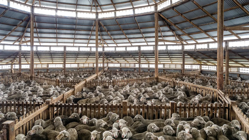 At capacity, Deeargee’s octagonal shearing shed can hold up to 2,000 sheep. Photo by Ken Brass.