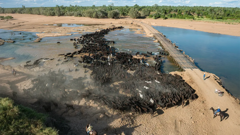 A mob of mainly Wagyu is coaxed across the Gilbert River on Miranda Downs. Photo by Ken Eastwood.
