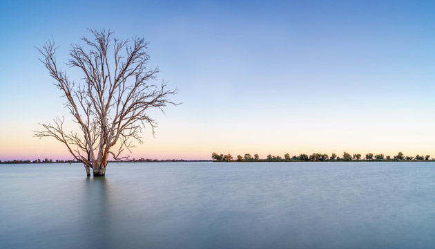 Lake with dead tree