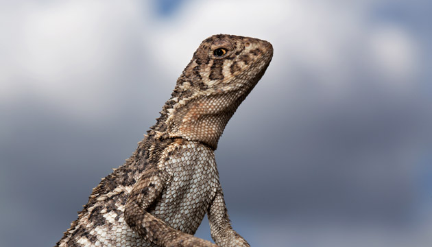 Endangered Australian reptile
