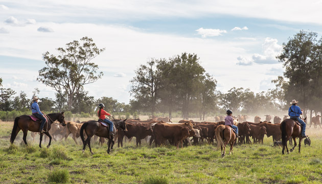 Outback cattle stations