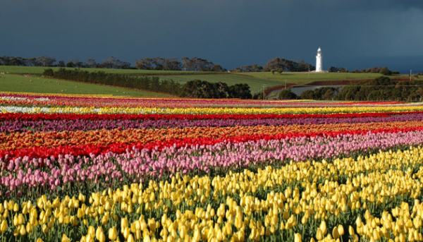 Flowers, colourful, paddock, crop