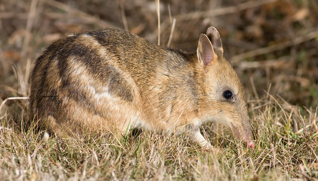 Native wildlife, outback Australia, mammal
