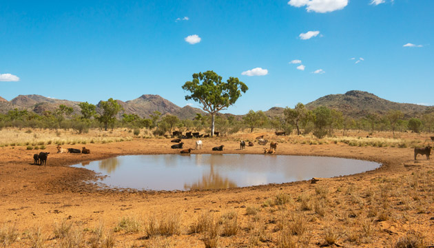 The West MacDonnell Ranges form a picturesque backdrop to much of the Davis family’s Centralian holdings.