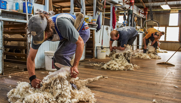 Shearing, on the boards